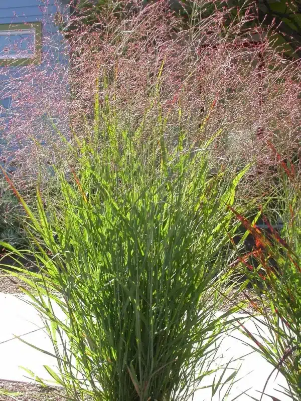 Panicum virgatum Switchgrass 4 - Panicum virgatum - Switchgrass