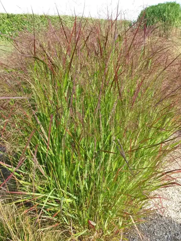 Panicum virgatum Switchgrass - Panicum virgatum - Switchgrass