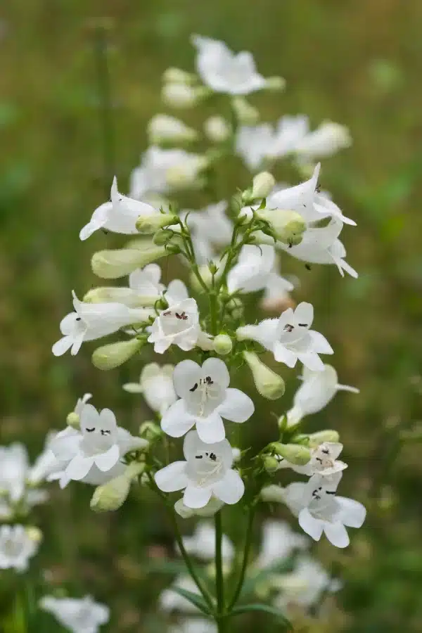 Penstemon digitalis - Foxglove Beardtongue