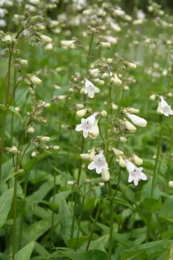 Penstemon digitalis Foxglove 5 - Penstemon digitalis – Foxglove Beardtongue