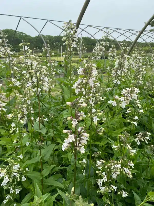 Penstemon digitalis - Penstemon digitalis – Foxglove Beardtongue