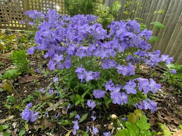 Phlox divaricata Wild Blue - Phlox divaricata - Wild Blue Phlox