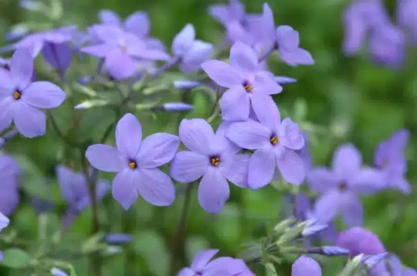 Phlox stolonifera Sherwood Purple Sherwood Purple - Phlox stolonifera 'Sherwood Purple' - Sherwood Purple Phlox