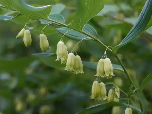 Polygonatum biflorum Great Solomons seal - Polygonatum biflorum - Great Solomon's-seal