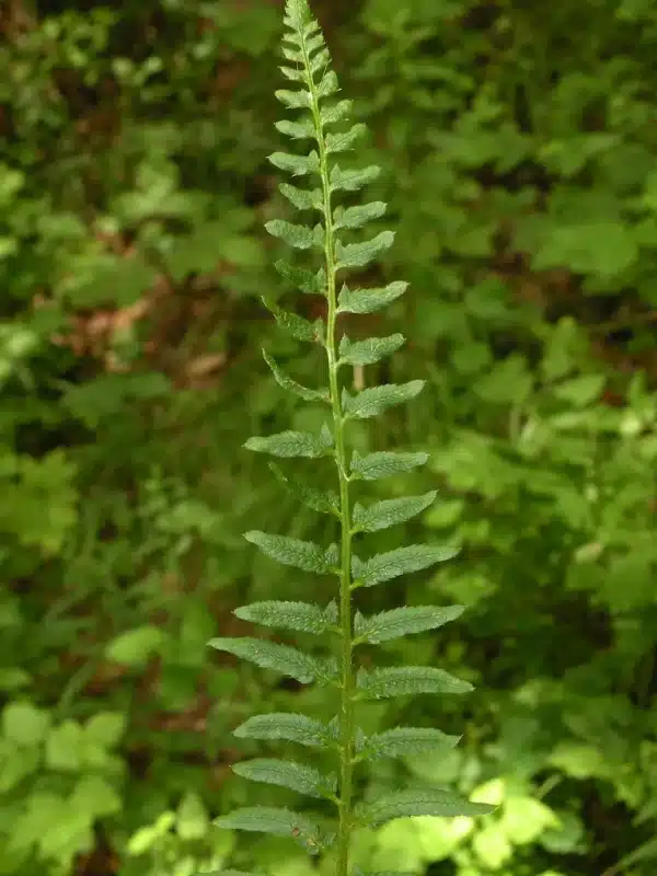 Polystichum arcostichoides Christmas Fern 2 - Polystichum arcostichoides - Christmas Fern