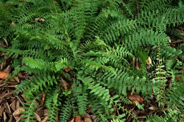 Polystichum arcostichoides Christmas Fern - Polystichum arcostichoides - Christmas Fern