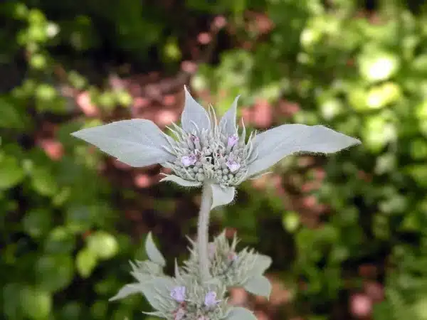 Pycnanthemum incanum Hoary Mountainmint 2 - Pycnanthemum incanum - Hoary Mountainmint