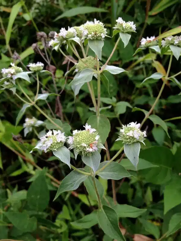 Pycnanthemum muticum Broad leaved Mountain mint 2 - Pycnanthemum muticum - Broad-leaved Mountain-mint