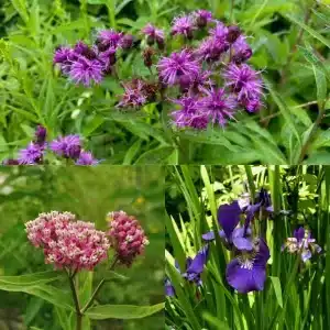 Rain Garden Pollinator Starter Pack 9 Pack - Home