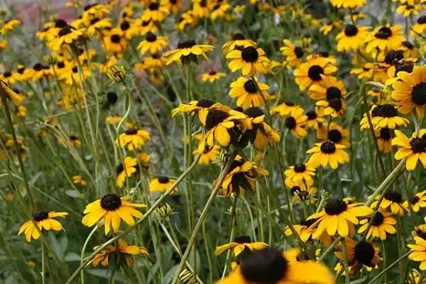 Rudbeckia fulgida Black Eyed Susan - Rudbeckia fulgida - Black-Eyed Susan