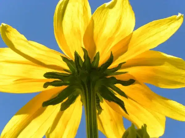 Rudbeckia laciniata Green Head Coneflower 2 - Rudbeckia laciniata - Green-Head Coneflower