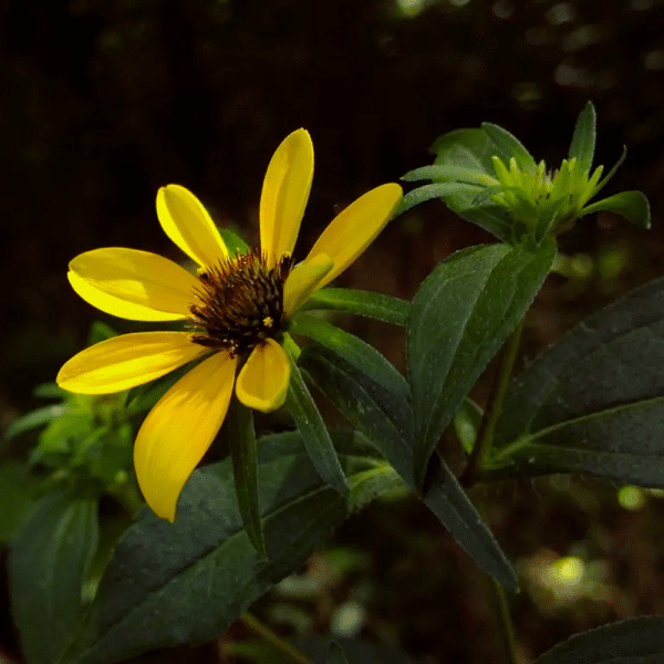 Rudbeckia triloba Brown Eyed Susan 2 - Rudbeckia triloba - Brown-Eyed Susan