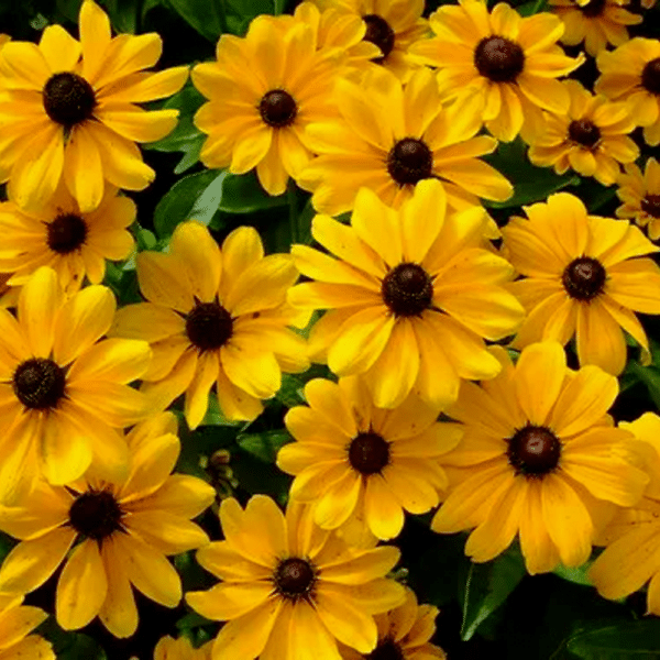 Rudbeckia triloba Brown Eyed Susan - Rudbeckia triloba - Brown-Eyed Susan