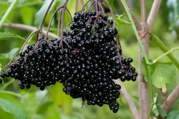 Sambucus canadensis Elderberry 3 - Sambucus canadensis - Elderberry