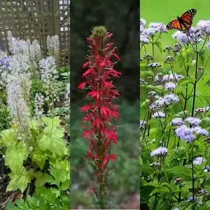 Shade Pollinator Garden Starter Pack 9 Pack - Home