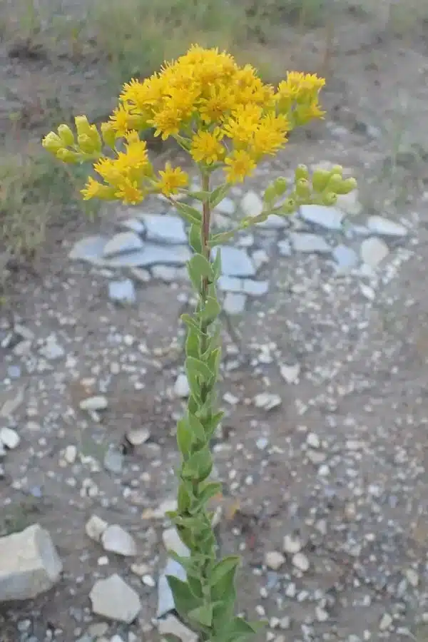 Solidago rigida Stiff Goldenrod - Solidago rigida - Stiff Goldenrod