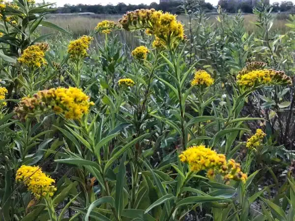 Solidago sempervirens Seaside Goldenrod 2 - Solidago sempervirens - Seaside Goldenrod