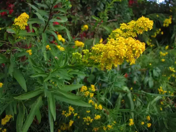 Solidago sempervirens Seaside Goldenrod - Solidago sempervirens - Seaside Goldenrod