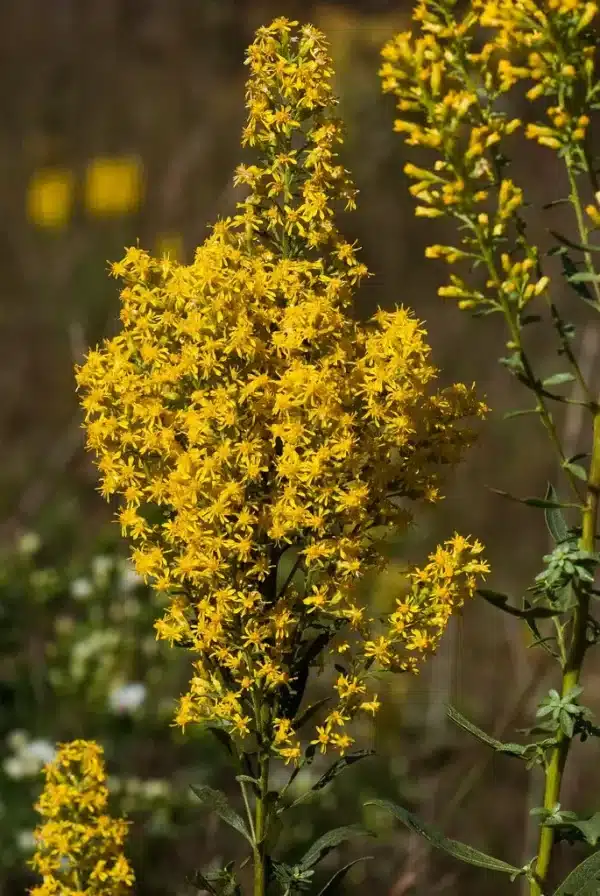 Solidago speciosa Showy Goldenrod 2 - Solidago speciosa - Showy Goldenrod