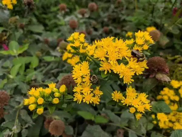 Solidago speciosa Showy Goldenrod 3 - Solidago speciosa - Showy Goldenrod