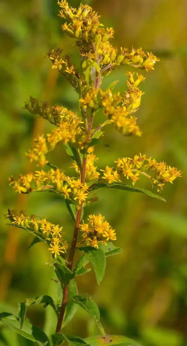 Solidago speciosa Showy Goldenrod - Solidago speciosa - Showy Goldenrod