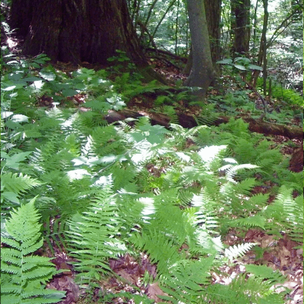 Thelypteris noveboracensis New York Fern 2 - Thelypteris noveboracensis - New York Fern