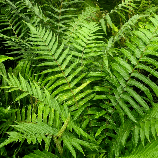 Thelypteris noveboracensis New York Fern - Thelypteris noveboracensis - New York Fern