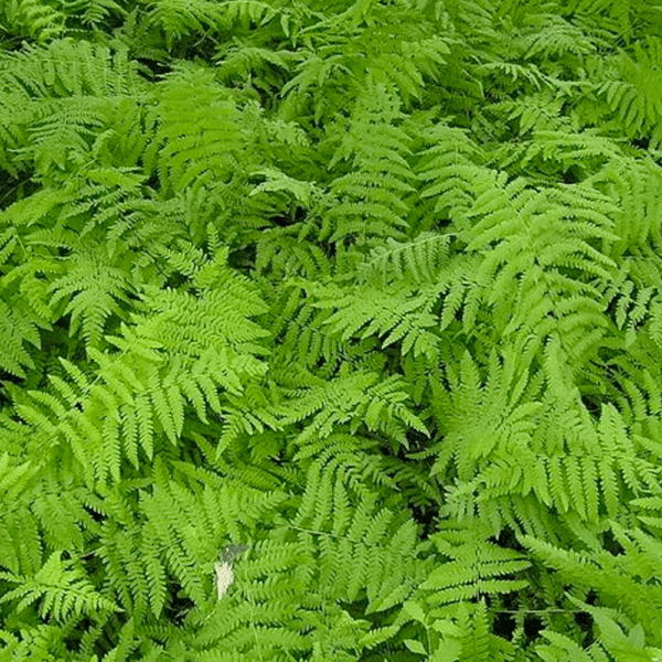 Thelypteris palustris Marsh fern - Thelypteris palustris - Marsh fern