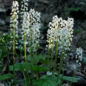 Tiarella cordifolia - Foamflower