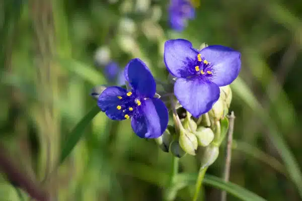 Tradescantia ohiensis Ohio Spiderwort 2 - Tradescantia ohiensis - Ohio Spiderwort