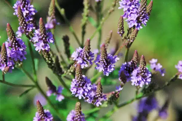 Verbena hastata Blue Vervain 2 - Verbena hastata - Blue Vervain