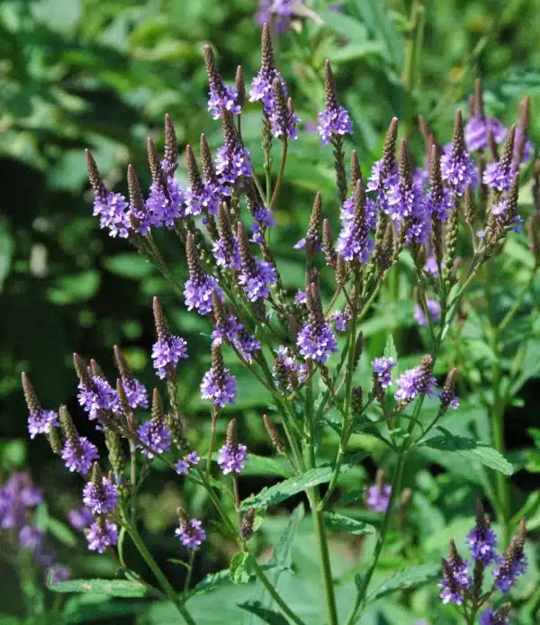 Verbena hastata Blue Vervain - Verbena hastata - Blue Vervain