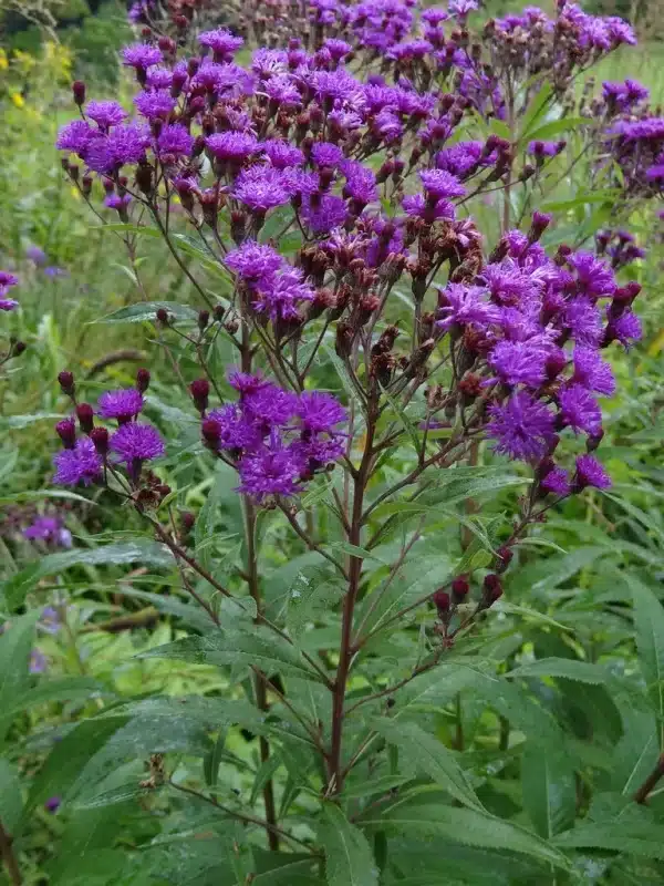 Vernonia noveboracensis New York Ironweed 2 - Vernonia noveboracensis - New York Ironweed