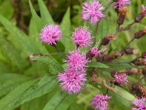 Vernonia noveboracensis New York Ironweed 3 - Vernonia noveboracensis - New York Ironweed