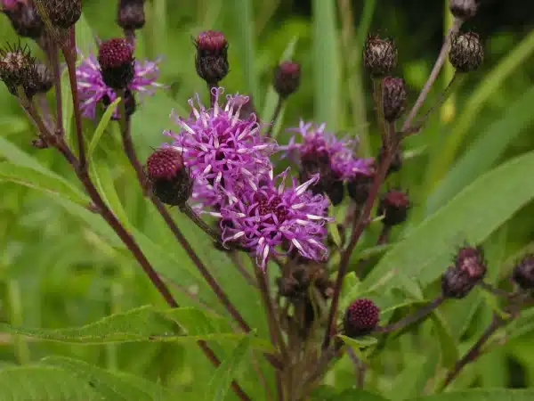 Vernonia noveboracensis New York Ironweed - Vernonia noveboracensis - New York Ironweed