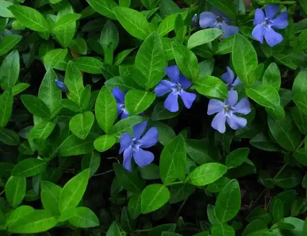 Vinca minor Bowles Periwinkle - Vinca minor - Bowles Periwinkle