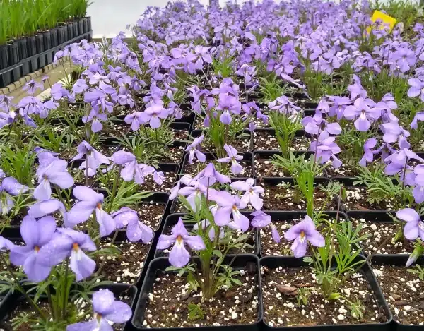 Viola pedata Birdfoot Violet - Viola pedata - Birdfoot Violet