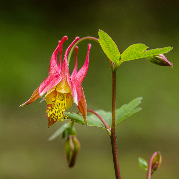 Wild Columbine - Aquilegia canadensis - Wild Columbine