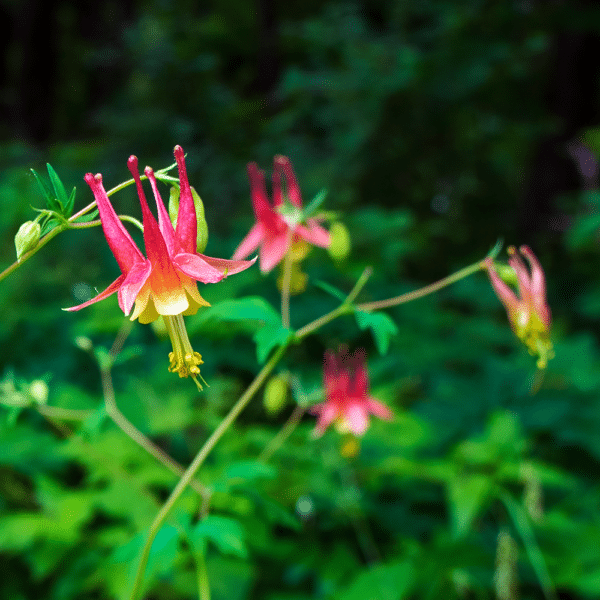 Wild Columbine 2 - Aquilegia canadensis - Wild Columbine