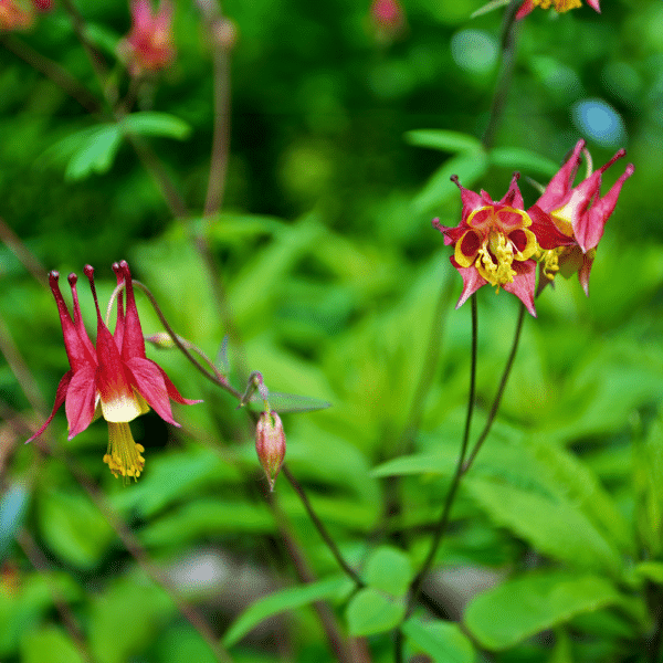 Wild Columbine 3 - Aquilegia canadensis - Wild Columbine