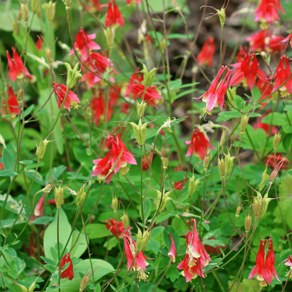 Wild Columbine 4 - Aquilegia canadensis - Wild Columbine