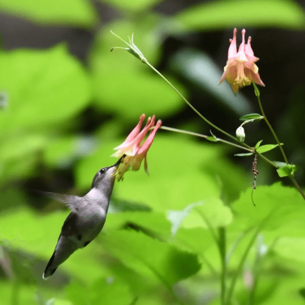 Wild Columbine hummingbird - Aquilegia canadensis - Wild Columbine