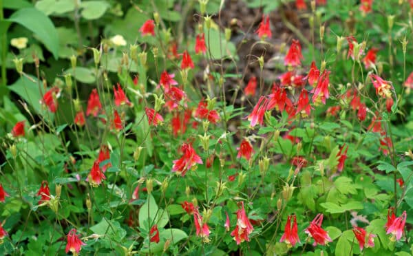 Aquilegia canadensis (Wild Columbine) in a meadow