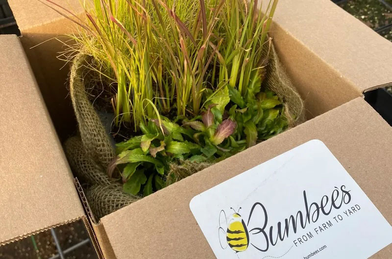 Bumbee's live plants, 4" pots in a box ready to ship