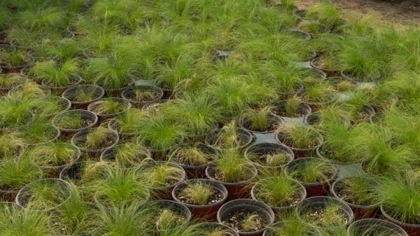 Containers of Pennsylvania sedge growing in a nursery