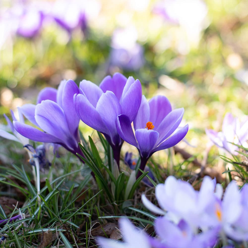 Early spring planting time at Bumbees