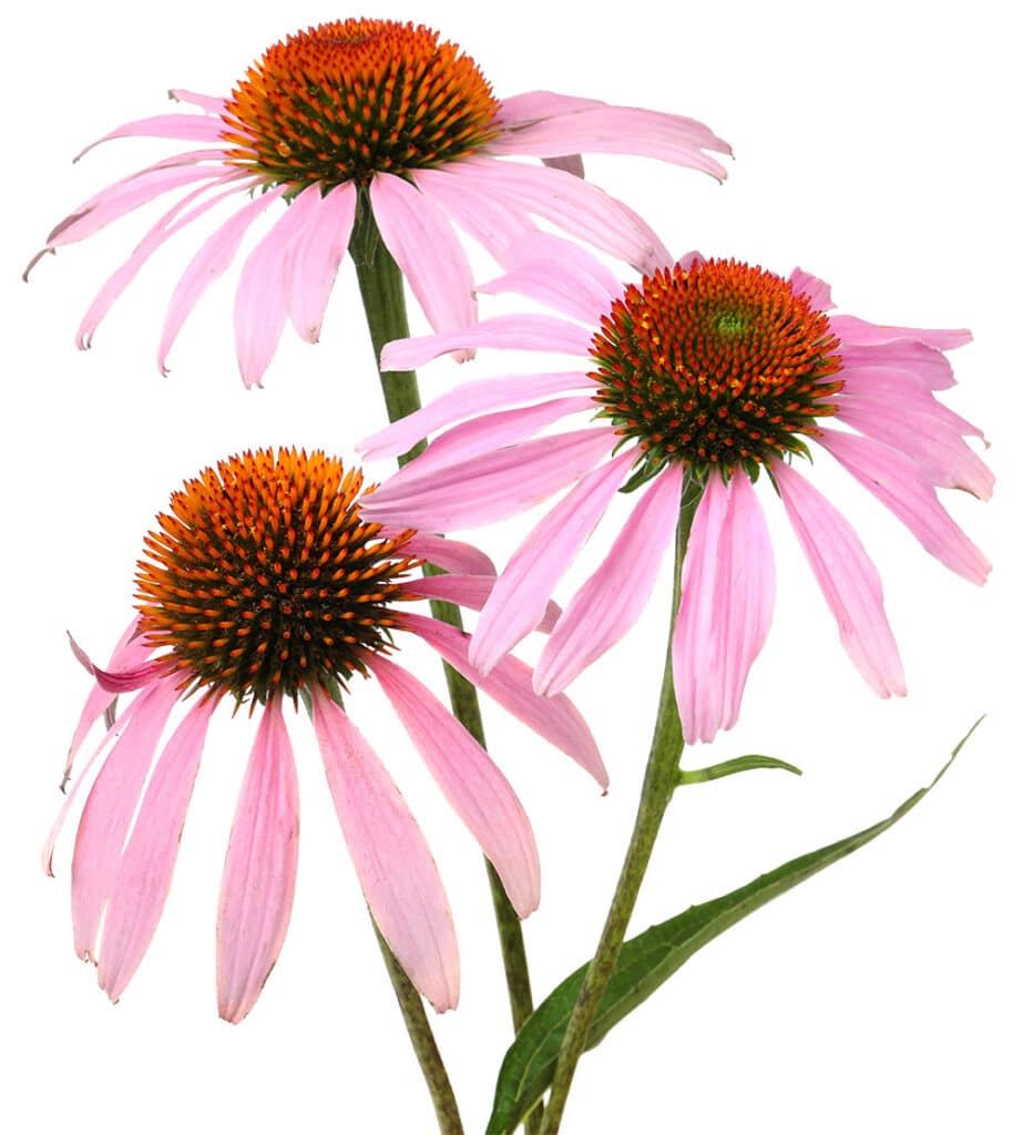 echinacea plant at bumbees