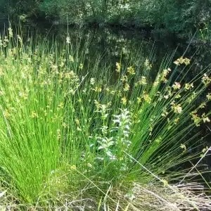 grasses and sedge category image