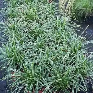 ground cover category image