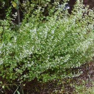 White Cloud Lesser Calamint (Calamintha nepeta ‘White Cloud’)